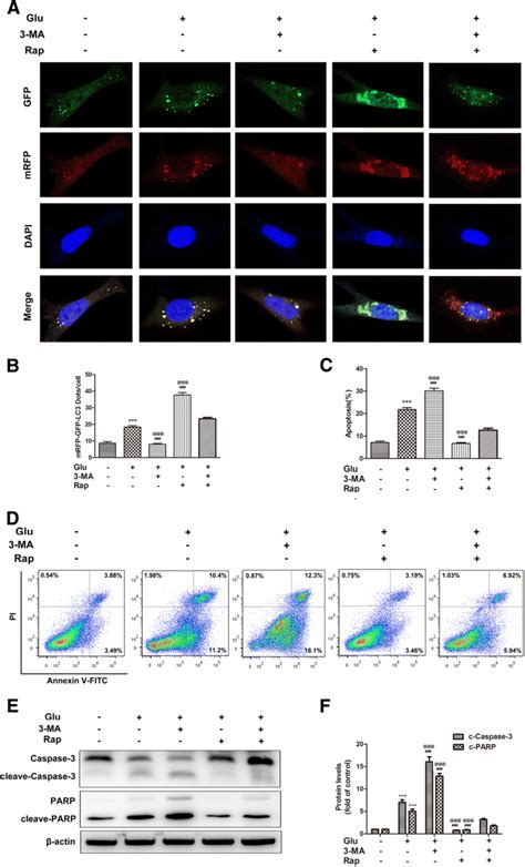 Inhibition Of Autophagy Aggravated High Glucose Induced Apoptosis Of