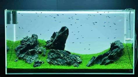 How To Set Up An Iwagumi Aquarium Shrimp And Snail Breeder