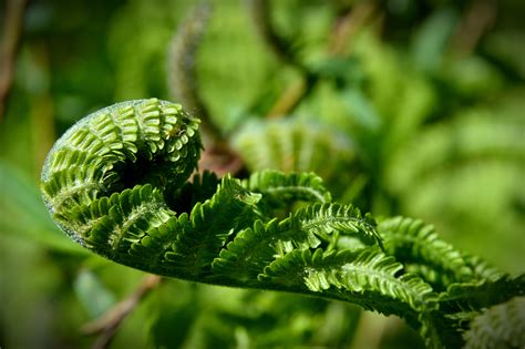 Free Images Nature Branch Leaf Flower Foliage Green Produce