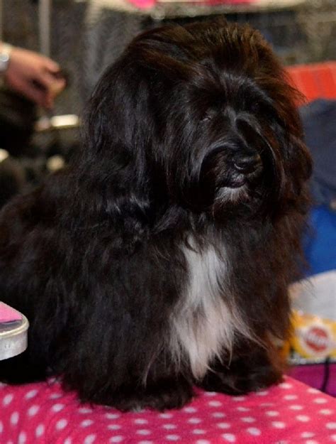 Accueil Elevage Hav A Dream Eleveur Bichon Havanais Havanase Kennel