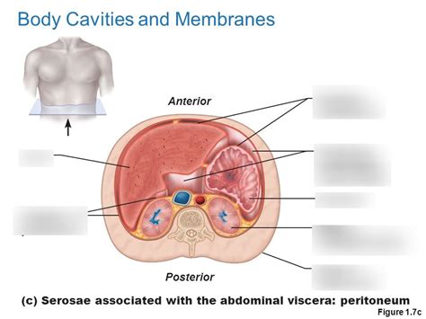 Serosae Associated With The Abdominal Viscera Peritoneum Diagram Quizlet