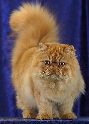 Persian cat Facts for Kids