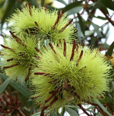 Unusual Trees Gum Tree Colours And Shapes Australian Eucalypts Gum