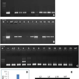 Molecular Confirmation Of Transgenic Lines Pcr Amplification Of A