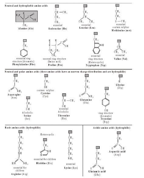 Molecules Of Cell Amino Acid