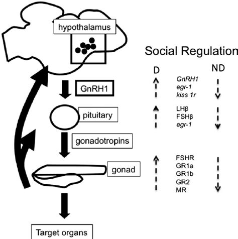 Schematic Illustration Of The HPG Axis Showing Genes And Peptides