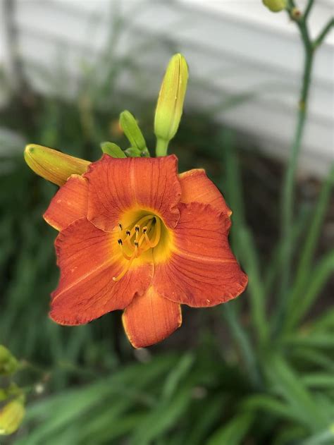 Day Lily Red Orange Flower Natural Daylily Gardening Pikist