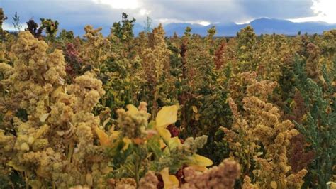 Buscan Potenciar Los Cultivos De Quinoa Y Convertir A San Juan En La