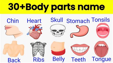 Body Parts Name With Pictures Learn Name Of Body Parts Parts Of The