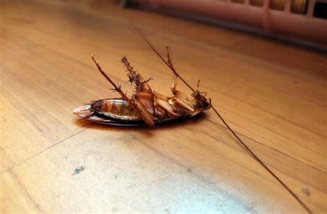 How To Identify A Cockroach Infestation Valley Integrated Pest Control