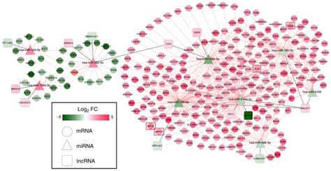 LncRNA CircRNAmiRNAmRNA CeRNA Network In Lumbar Intervertebral Disc