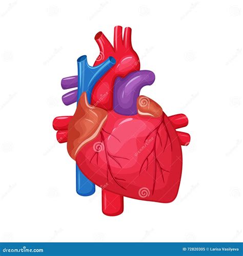 Human Heart Anatomy Coloso