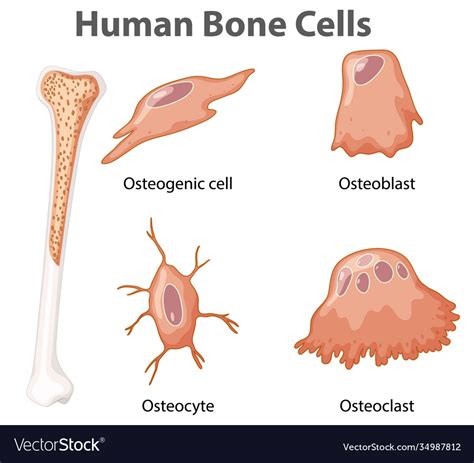 Human Bone Cells Diagram