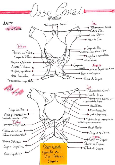 Anatomia Do Osso Coxal Anatomia Dos Animais Domesticos