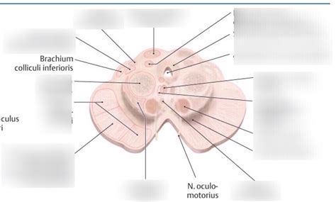 Mesencephalon Querschnitt Diagram Quizlet