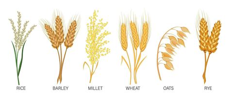 Cereals Set Wheat Rye Oats Rice Barley Millet Spikelets Harvest