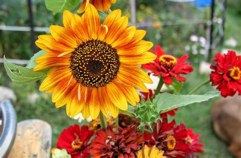 X Wallpaper Yellow And Red Petal Flowers Peakpx