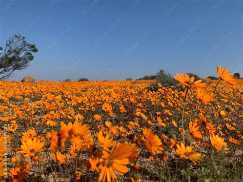 Namaqualand Daisies Stock Photo Adobe Stock