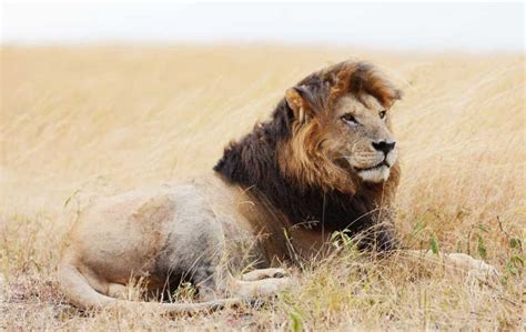 6 Days Masai Mara Lake Nakuru And Amboseli Budget Safari GetYourGuide