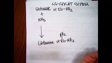 N Cycle Nitrogen Assimilation Youtube