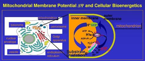 Mitochondrial Membrane Potential Services Bioassay Systems