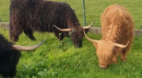 Las vacas de las Highlands también pacen en A Estrada