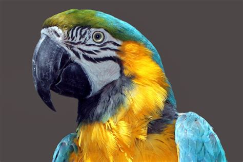 Parrot Ara Bird - Free photo on Pixabay