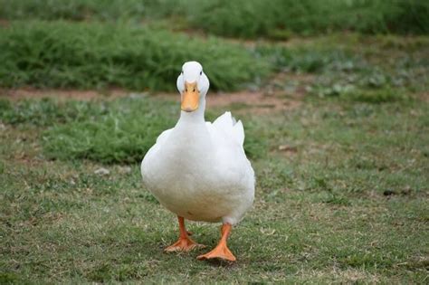 Cara Ternak Bebek Potong Agar Cepat Besar Bagi Pemula