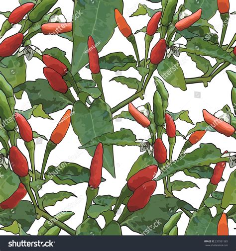 Thai Hot Chili Pepper Stock Vector Royalty Free Shutterstock
