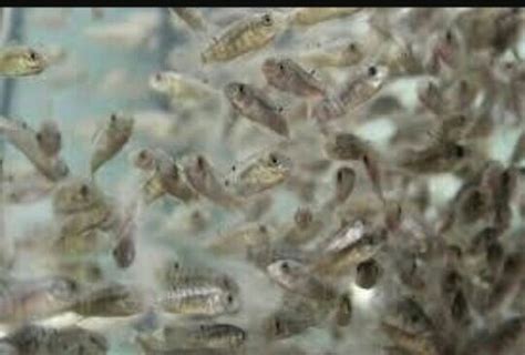 Venta De Alevines De Tilapia Azul S En Mercado Libre