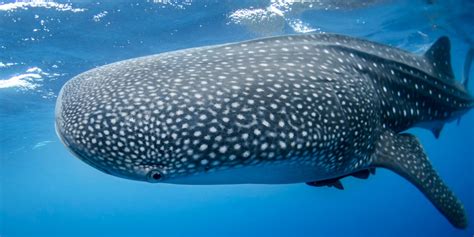 Whale Sharks Best Kodiak Bears For Worlds Largest Omnivore