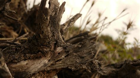 Free Images Tree Nature Forest Branch Wood Texture Leaf Flower