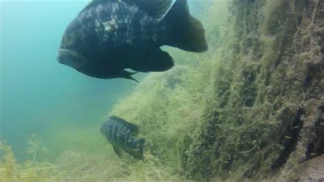 Diving At Bass Lake Youtube