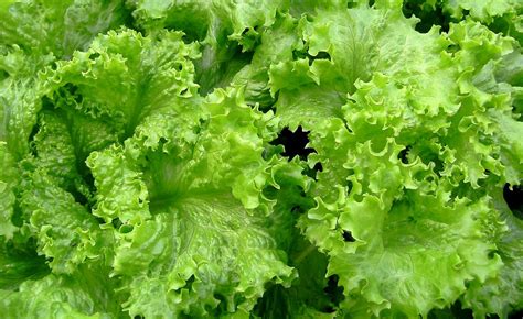 How To Plant Lettuce Lactuca Sativa