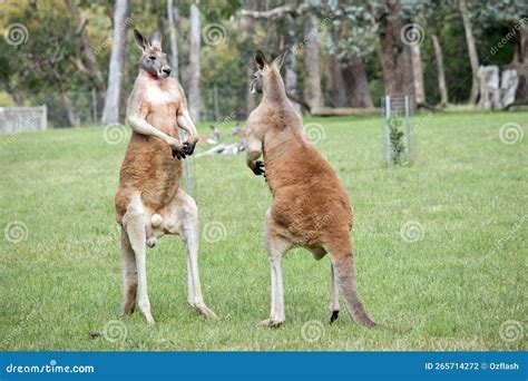 The Male Red Kangaroos Body is a Shade of Red Fur His Head is Grey with ...