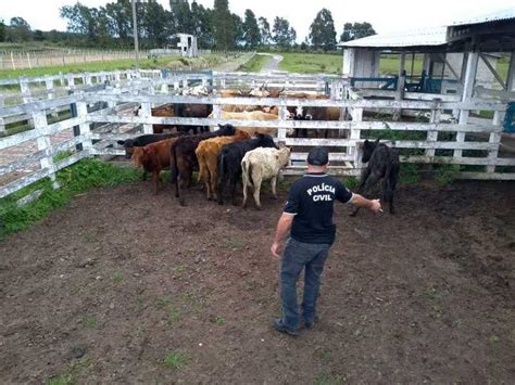 Roubo de gado no RS atinge mínima em uma década