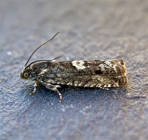 Norfolk Moths The Macro And Micro Moths Of Norfolk