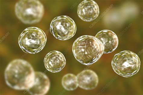Blastomyces fungus, illustration - Stock Image - F022/1830 - Science ...