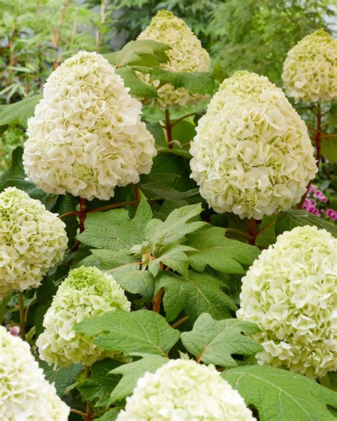 Eikenbladhortensia Nieuw Soort Leen Konijn B V