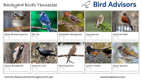 Top 20 Backyard Birds in Tennessee (Free Picture ID Printable) - Bird ...