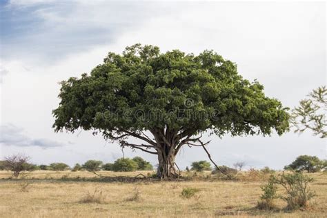 An old large Wild fig tree stock image. Image of field - 238714177