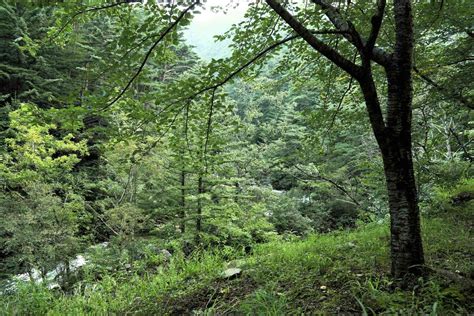 How A Forest Ecosystem Is Defined