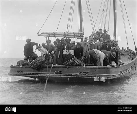 Black Oyster Shell Black And White Stock Photos And Images Alamy