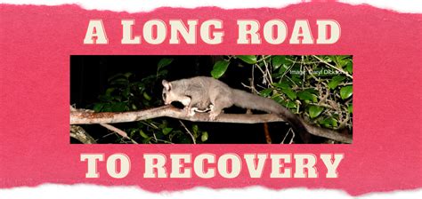 Recovering the Mahogany Glider: A Team Effort | Wildlife Preservation ...