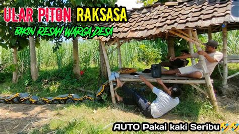 Video Lucu Prank Paling Laknat Ular Piton Raksasa Bikin Ulah