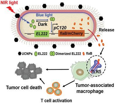 Near Infrared Nano Optogenetic Activation Of Cancer Immunotherapy Via