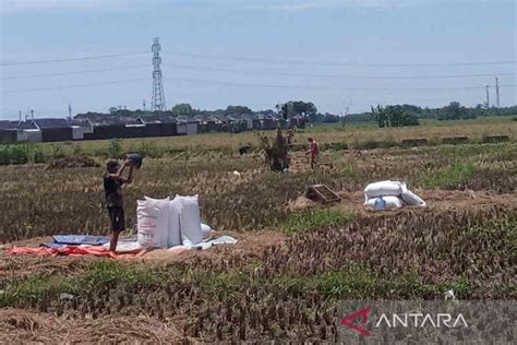 Bulog Cirebon Serap 540 Ton Beras Petani Pada Masa Panen Raya ANTARA News