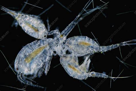 Mating Freshwater Copepod Crustaceans Stock Image C0127915 Science Photo Library