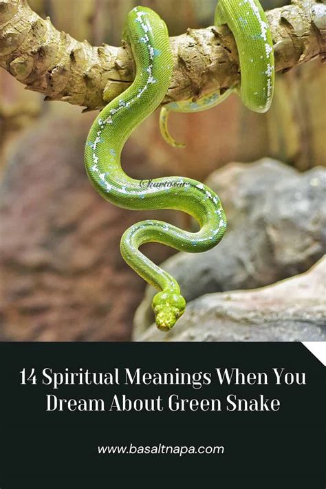 14 Spiritual Meanings When You Dream About Green Snake
