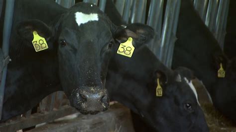 Un Humano Contagiado De Gripe Aviar Por Una Vaca En Texas Qu Debes